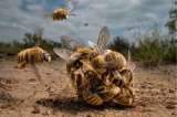 Galería: estos son las fotos ganadoras del concurso “Big Picture Natural World”