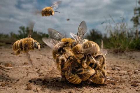 Galería: estos son las fotos ganadoras del concurso “Big Picture Natural World”