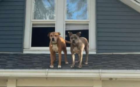 Mujer regresa a casa y encuentra a sus perros en un lugar inesperado: el techo