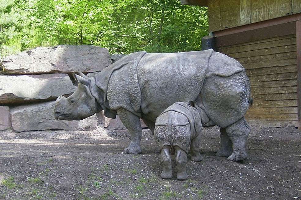 El rinoceronte de java es un mamífero en peligro crítico de extinción. / Wikimedia Commons