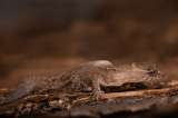 Registran al lagarto más pequeño del mundo en el Parque Tayrona