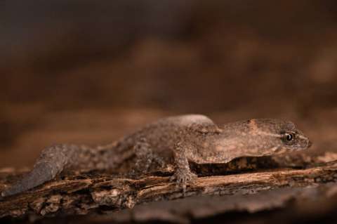 Registran al lagarto más pequeño del mundo en el Parque Tayrona