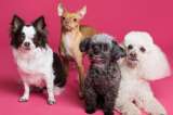 Día mundial del perro: 9 consejos para cuidar al mejor amigo del ser humano
