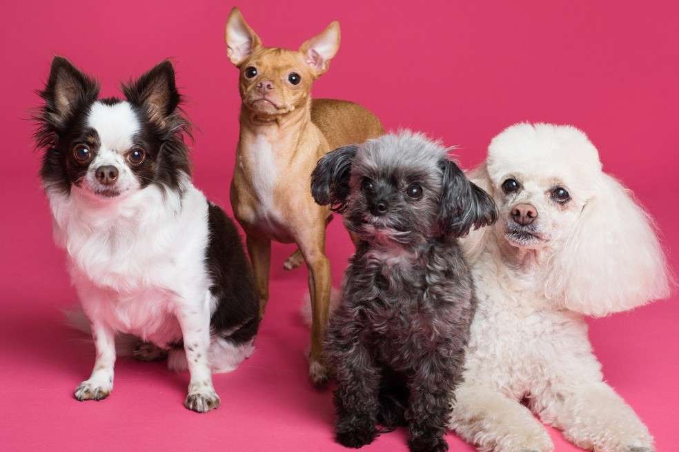 Este 21 de julio se conmemora el Día Mundial del perro. Descubre aquí cómo cuidarlos mejor.