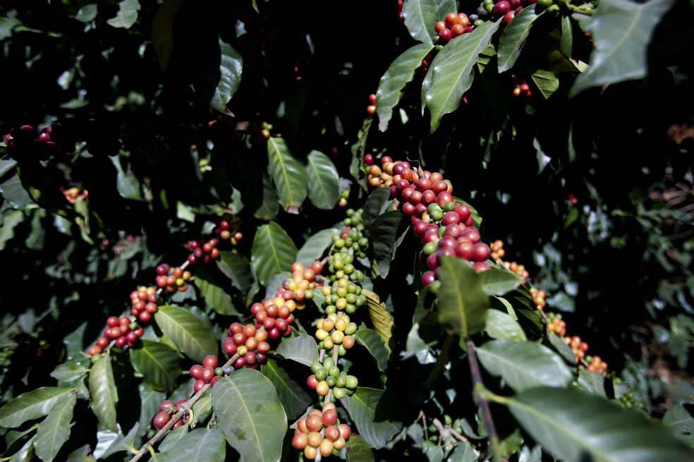 El precio interno del café está por debajo de los $500 mil por carga. / EFE