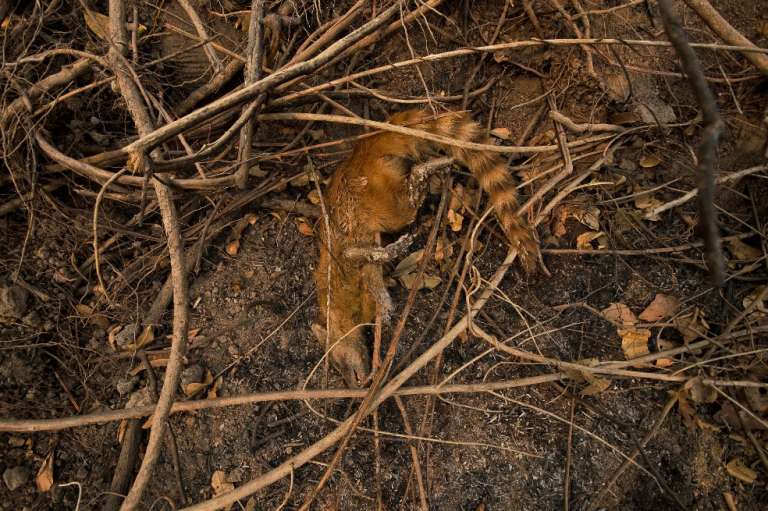 Aunque la atención se fija en especies amenazadas como el jaguar o caimanes, la gran variedad de insectos, importantes actores en el equilibrio del bioma, comienza a ser devastados.