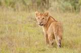 ‘Simba’, el león al que le quebraron las patas para que turistas pudieran tomarle fotos