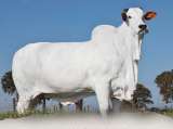 La vaca más cara del mundo fue vendida por más de 4 millones de dólares