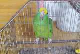 Caldas: rescatan seis animales silvestres que eran tenidos como mascotas