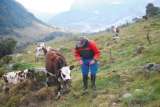 ¿Sabías que las comunidades rurales son las protectoras de los bosque y ecosiste