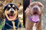 Famoso actor salvó la vida de dos perritos horas antes de que fueran sacrificados