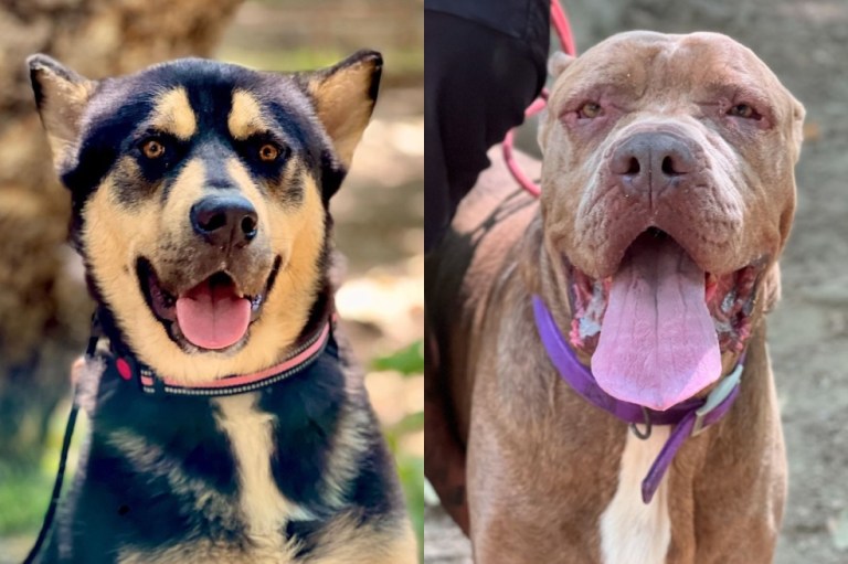 Famoso actor salvó la vida de dos perritos horas antes de que fueran sacrificados