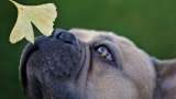 ¿Por qué los perros huelen la parte íntima de las personas?