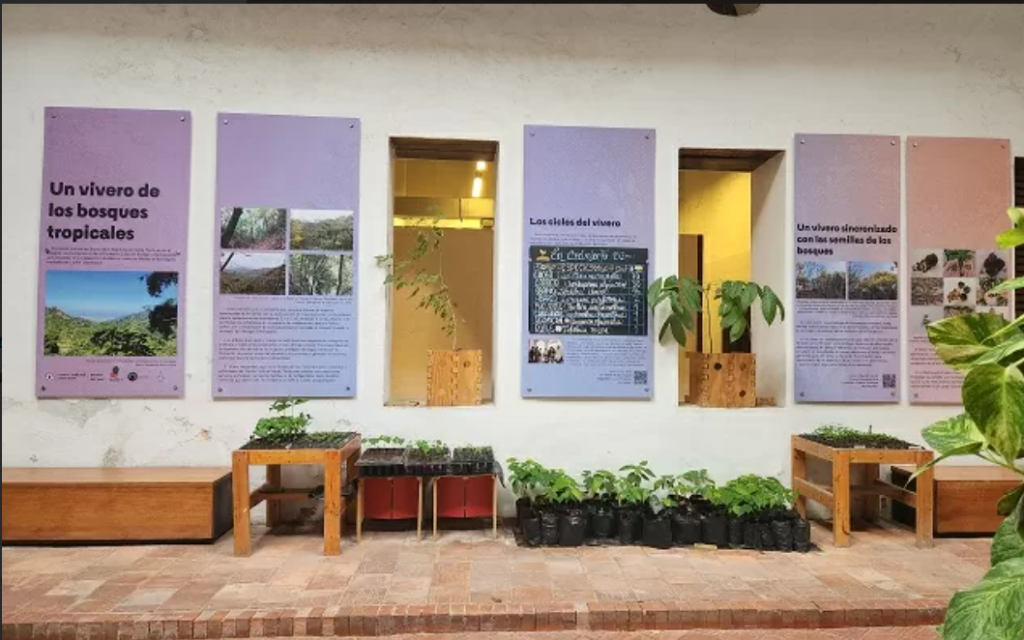 En el corazón del Museo del Oro Tairona, en Santa Marta, florece un vivero que no solo cultiva árboles, sino también memoria, identidad y cuidado colectivo.