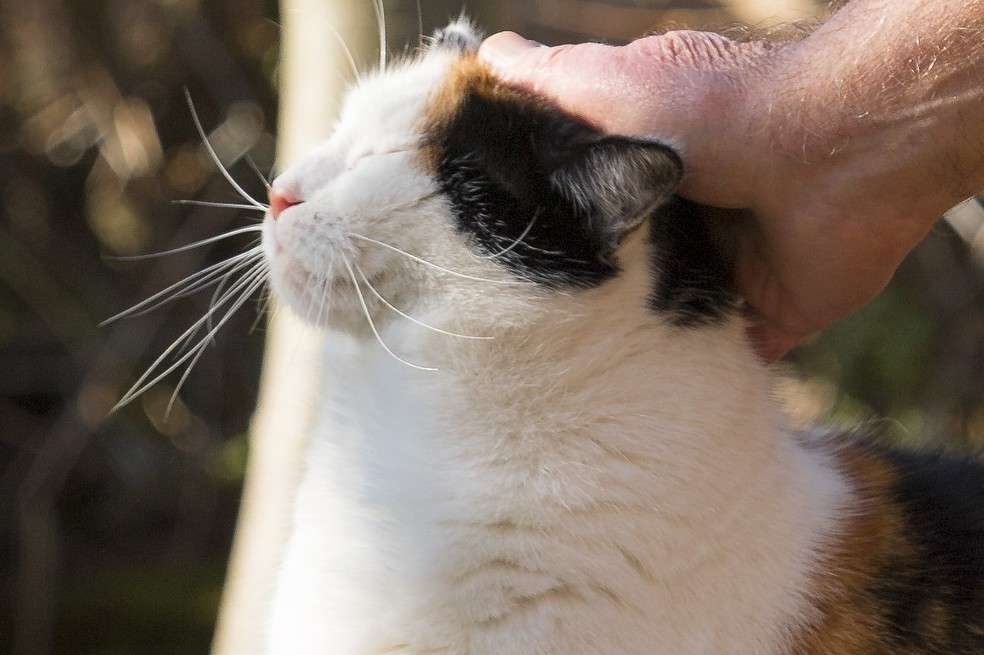 Te sigue a todas partes: tu gato te sigue a todas partes porque quiere sentir seguridad y una base segura para apoyarse. Te sigue porque quiere sentirse protegido y por eso, lo retribuirá con su amor y compañía incondicional.