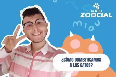 (VIDEO) ¿Cómo domesticamos a los gatos?