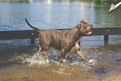 Denuncian que una mujer y un niño fueron atacados por perros pitbulls en Santa Marta