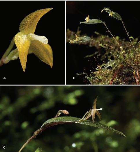 Lepanthes dianauribeana: Dedicada a Diana Uribe Forero, una historiadora y filósofa colombiana. /Juan Sebastian Moreno y equipo.