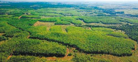 En la naturaleza también está la solución