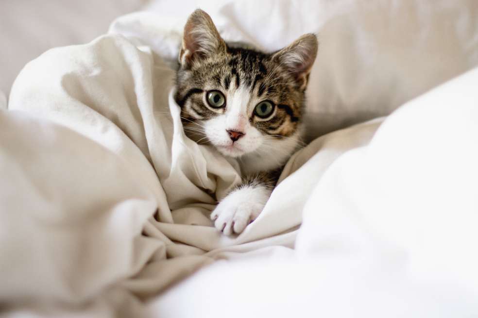 ¿Duermes con tu perro y gato? Descubre si es malo o bueno