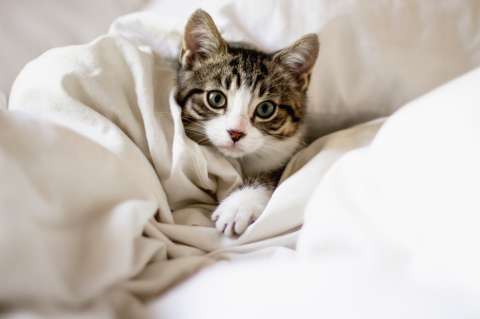 ¿Qué beneficios tiene dormir con un gato?