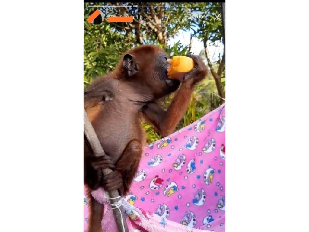 Así era ofrecido el animal en facebook.