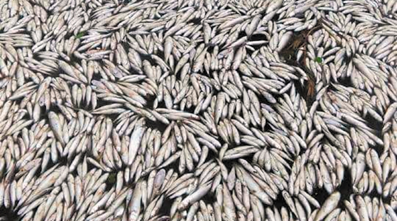 Esta fue la mortandad de peces ocurrida en el complejo de Pajarales (Santa Marta). / Fotos: Cortesía Parques Nacionales