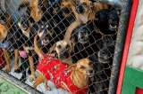 32 animales sobrevivientes de un incendio buscan voluntarios que apoyen su recuperación
