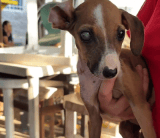 Rapunzel, una cachorra de cuatro meses abandonada entre la basura, necesita cirugía urgente