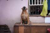 Maltrato animal en Colombia: avances históricos y lo que viene en 2026