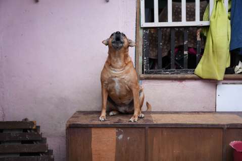 Maltrato animal en Colombia: avances históricos y lo que viene en 2026