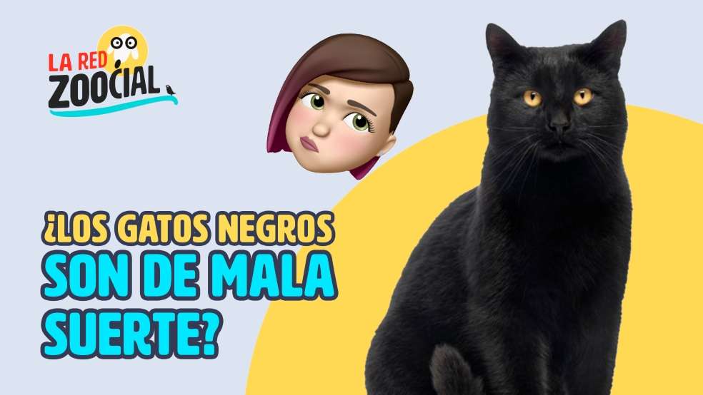 Gatos negros mala suerte.