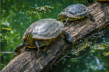 Vigilancia satelital para la conservación de las tortugas marinas