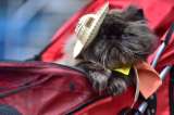 Fotografía, arte y bienestar: regalos ideales para que consienta a su mascota