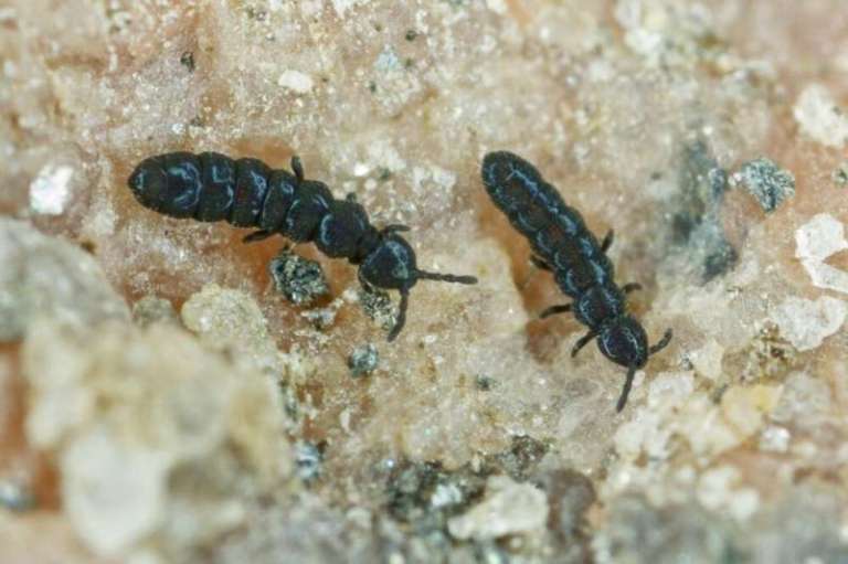 Así fue cómo estas pequeñas especies antárticas sobrevivieron a la edad de hielo