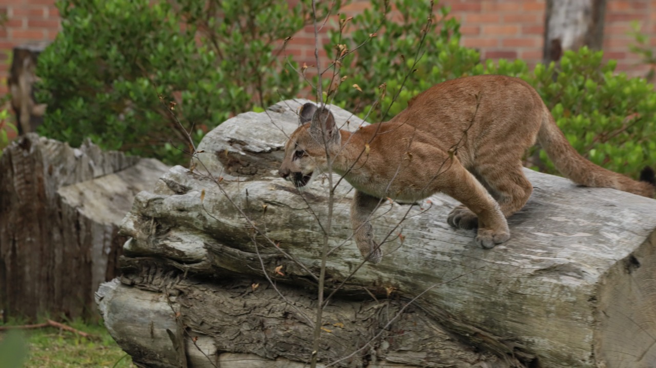 El puma hembra fue incautado por las autoridades ambientales en mayo de
este año y presentaba precarias condiciones físicas.