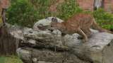 Investigan muerte de puma hembra en zona rural de Yotoco, Valle del Cauca