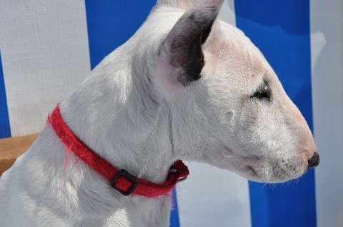 Este fue el objeto encontrado en el estómago de un cachorro tras una cirugía de emergencia