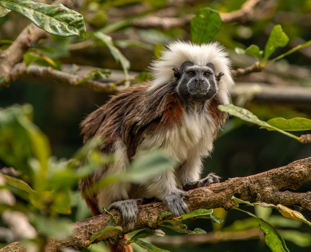 El mono tití ("Saguinus oedipus") es uno de los beneficiados de estos recursos.