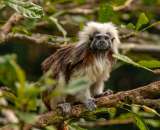 Transformar reproducciones en Spotify en protección de ecosistemas colombianos