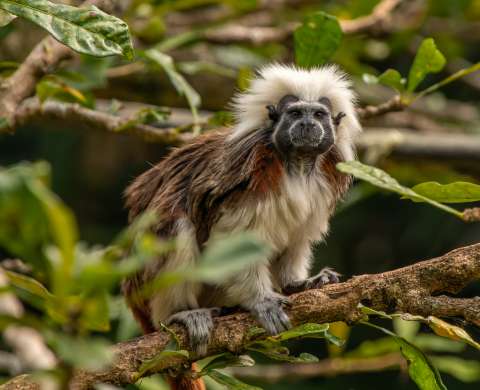 Transformar reproducciones en Spotify en protección de ecosistemas colombianos