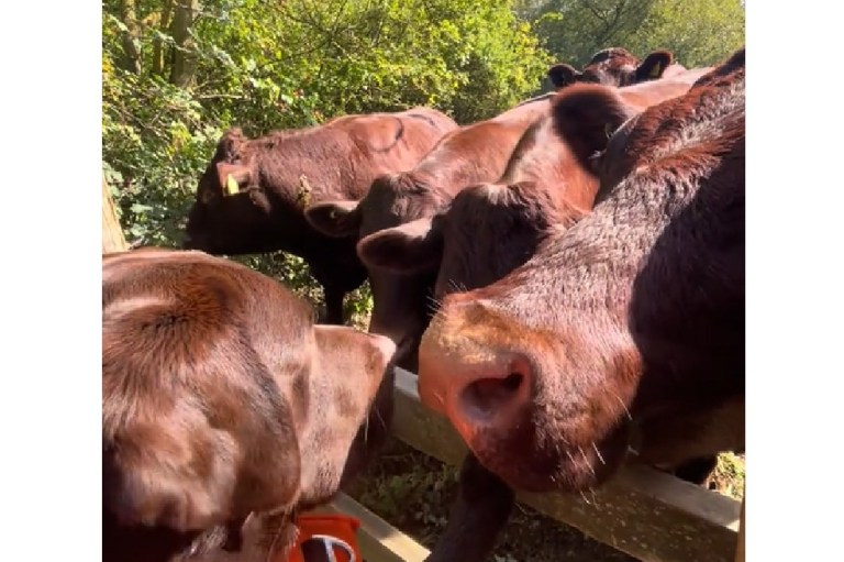 “Labradores muy grandes”: perro ve vacas de su mismo color y cree que encontró a su familia