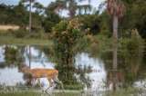 La radiografía de flora y fauna de la Orinoquía colombiana que lanzará el Instituto Humboldt