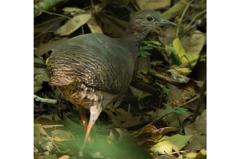 Este es un ejemplar de Tinamú del Magdalena, cuyo nombre científico es Crypturellus erythropus saltuarius.