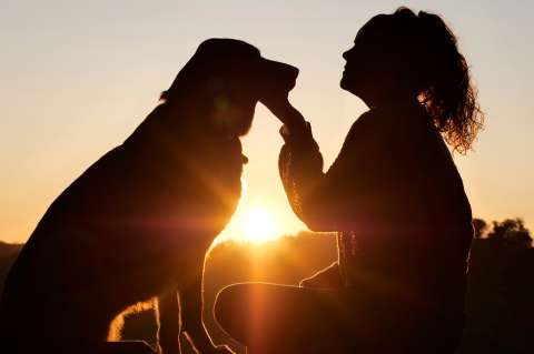 LAIKA revoluciona la adopción de mascotas con el lanzamiento de “Perrfect Match”