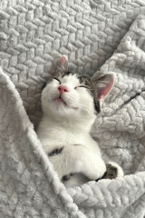 5 beneficios de tener un gato en casa