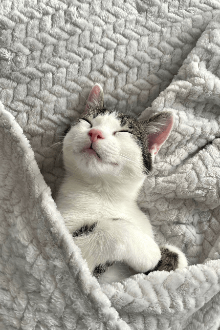 5 beneficios de tener un gato en casa