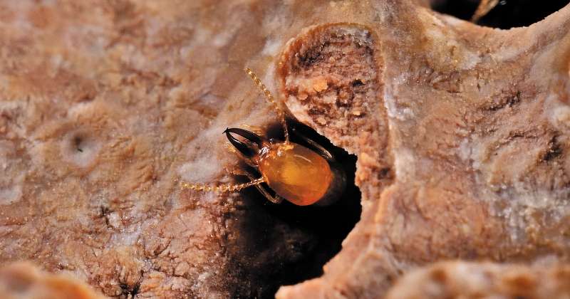 Termita subterránea asiática (Coptotermes gestroi) en nido de cartón. C. gestroi es una termita que se alimenta de madera. / Thomas Chouvenc