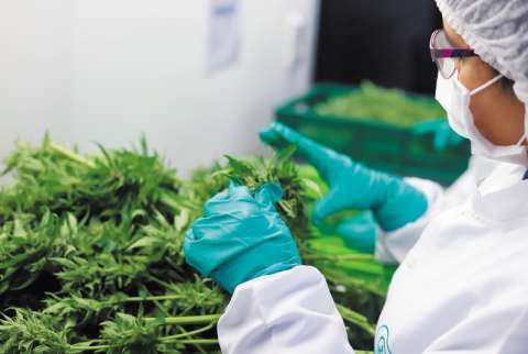 Cannabis medicinal: el negocio florece para compañías, pero no para el campesino