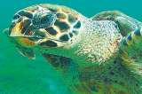 Tortugas marinas valen más vivas que muertas